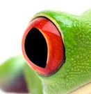 frog eye